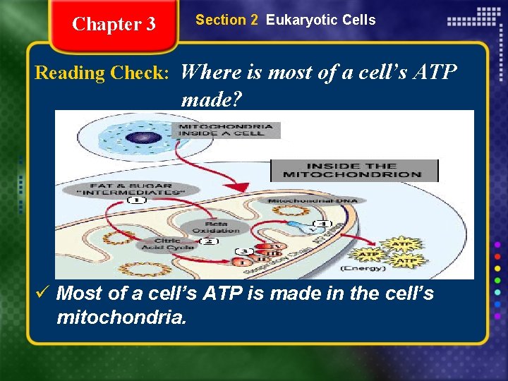 Chapter 3 Section 2 Eukaryotic Cells Reading Check: Where is most of a cell’s