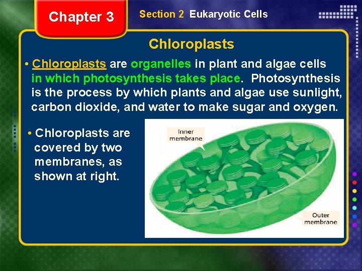 Chapter 3 Section 2 Eukaryotic Cells Chloroplasts • Chloroplasts are organelles in plant and