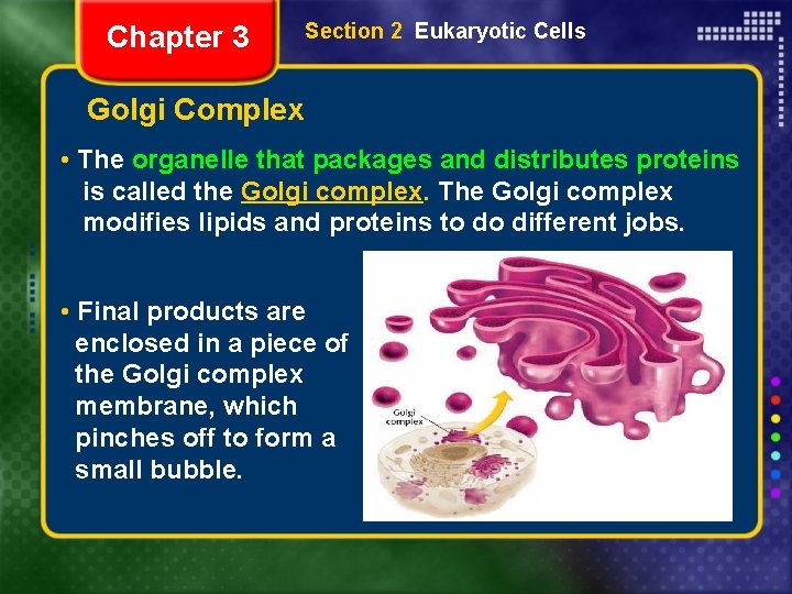 Chapter 3 Section 2 Eukaryotic Cells Golgi Complex • The organelle that packages and
