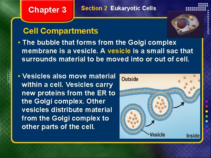 Chapter 3 Section 2 Eukaryotic Cells Cell Compartments • The bubble that forms from