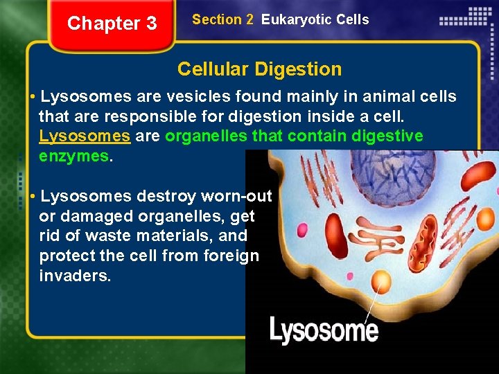 Chapter 3 Section 2 Eukaryotic Cells Cellular Digestion • Lysosomes are vesicles found mainly
