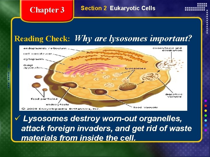 Chapter 3 Section 2 Eukaryotic Cells Reading Check: Why are lysosomes important? ü Lysosomes