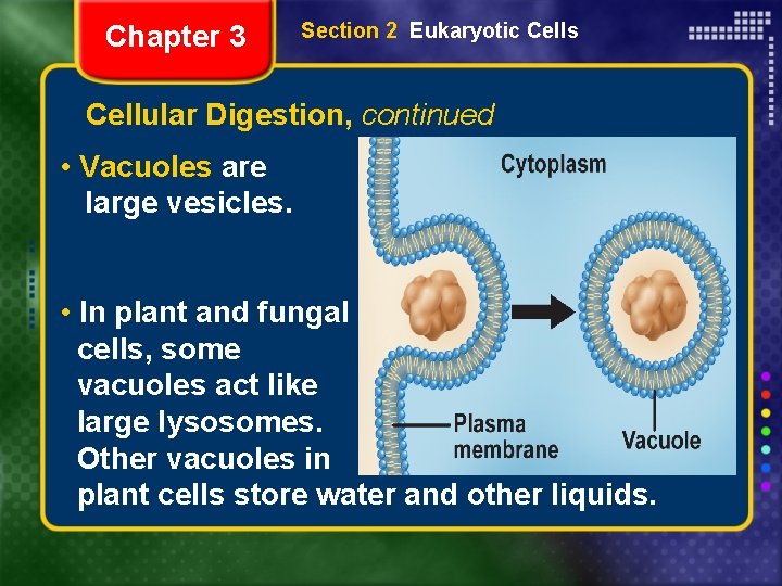Chapter 3 Section 2 Eukaryotic Cells Cellular Digestion, continued • Vacuoles are large vesicles.