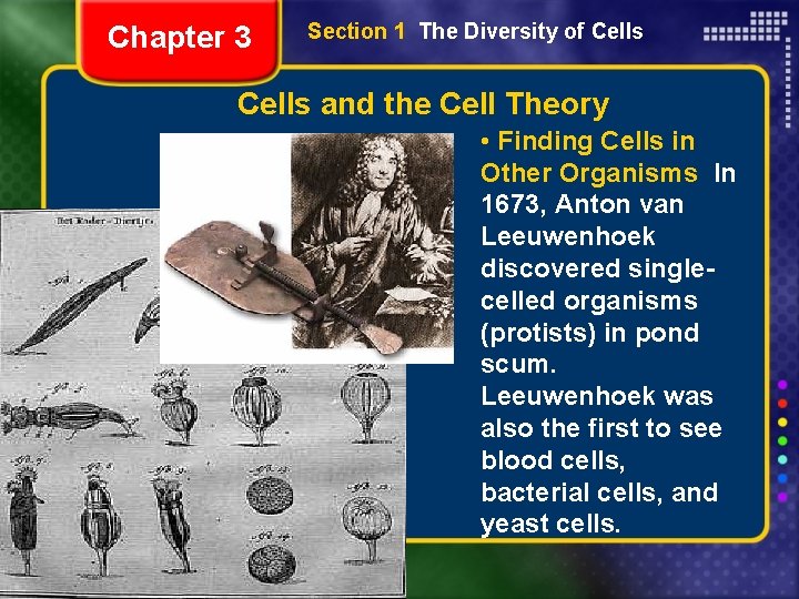 Chapter 3 Section 1 The Diversity of Cells and the Cell Theory • Finding