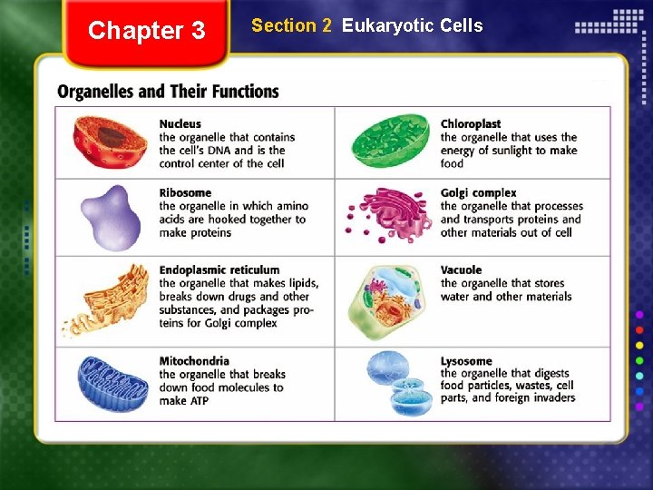 Chapter 3 Section 2 Eukaryotic Cells 