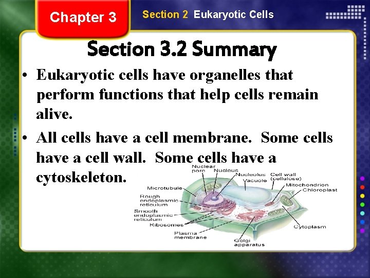 Chapter 3 Section 2 Eukaryotic Cells Section 3. 2 Summary • Eukaryotic cells have