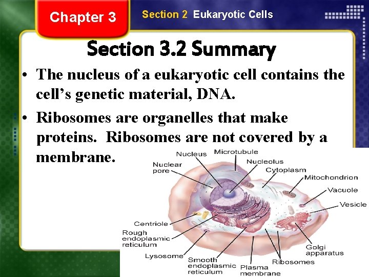 Chapter 3 Section 2 Eukaryotic Cells Section 3. 2 Summary • The nucleus of