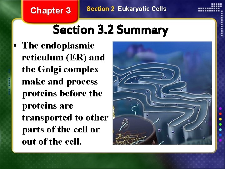 Chapter 3 Section 2 Eukaryotic Cells Section 3. 2 Summary • The endoplasmic reticulum