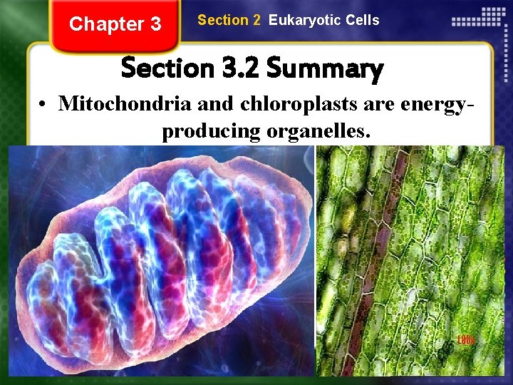 Chapter 3 Section 2 Eukaryotic Cells Section 3. 2 Summary • Mitochondria and chloroplasts