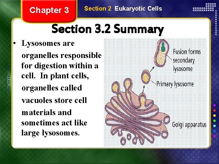 Chapter 3 Section 2 Eukaryotic Cells Section 3. 2 Summary • Lysosomes are organelles