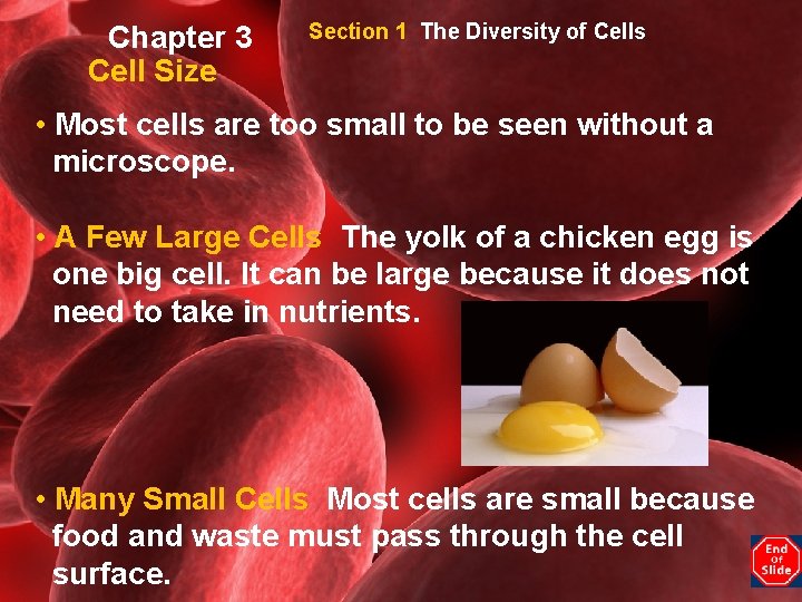 Chapter 3 Cell Size Section 1 The Diversity of Cells • Most cells are