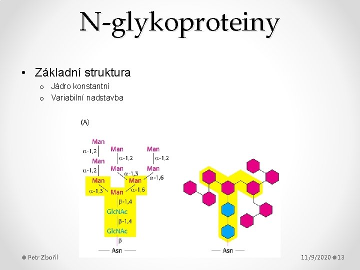 N-glykoproteiny • Základní struktura o Jádro konstantní o Variabilní nadstavba Petr Zbořil 11/9/2020 13