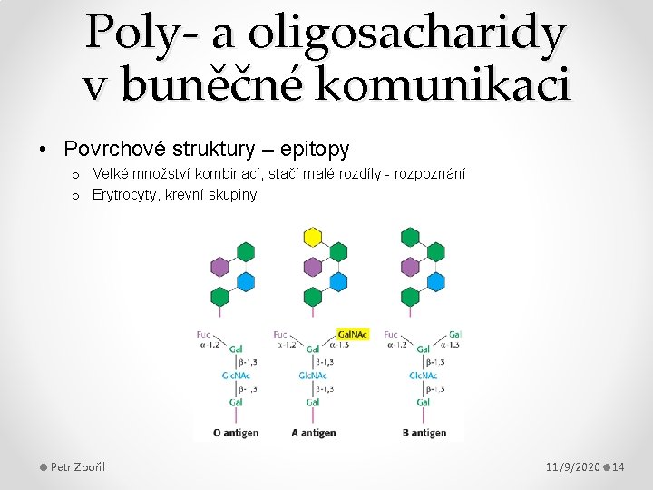 Poly- a oligosacharidy v buněčné komunikaci • Povrchové struktury – epitopy o Velké množství