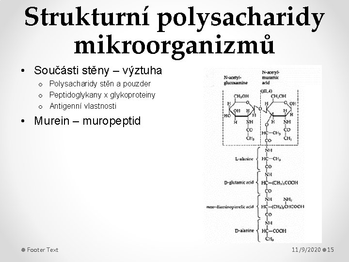 Strukturní polysacharidy mikroorganizmů • Součásti stěny – výztuha o Polysacharidy stěn a pouzder o