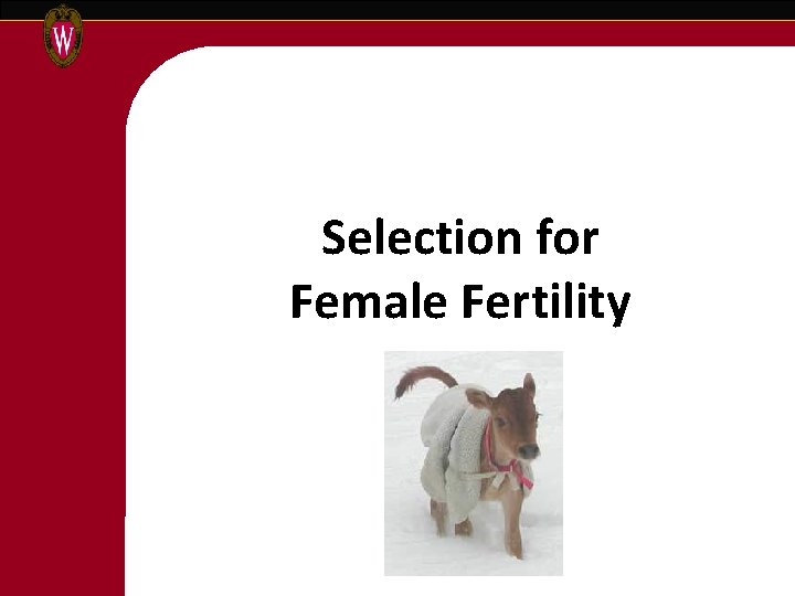 Selection for Female Fertility 