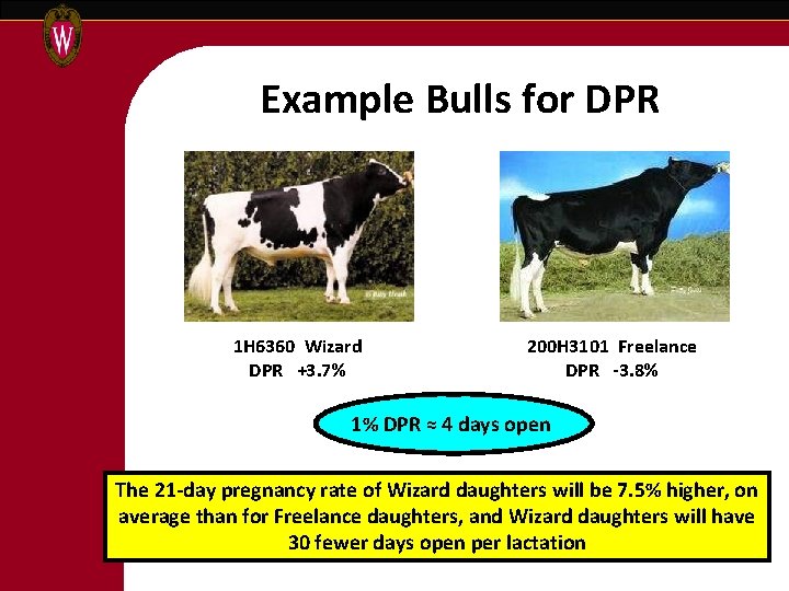 Example Bulls for DPR 1 H 6360 Wizard DPR +3. 7% 200 H 3101