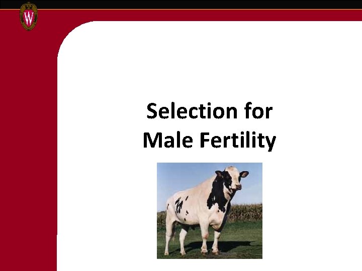 Selection for Male Fertility 