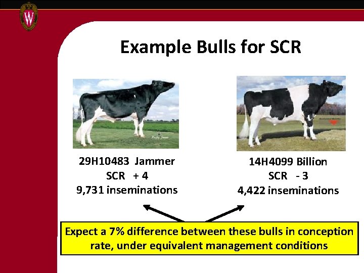 Example Bulls for SCR 29 H 10483 Jammer SCR + 4 9, 731 inseminations