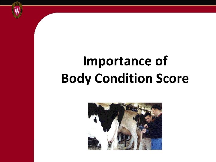 Importance of Body Condition Score 