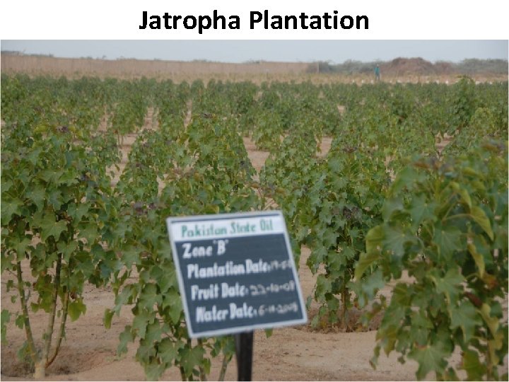 Jatropha Plantation B Pakistan State Oil 