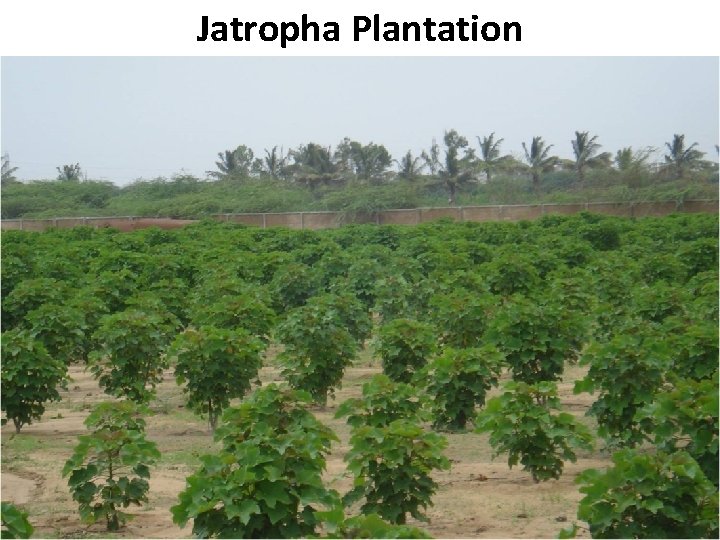 Jatropha Plantation B Pakistan State Oil 