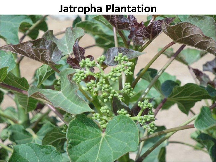 Jatropha Plantation B Pakistan State Oil 