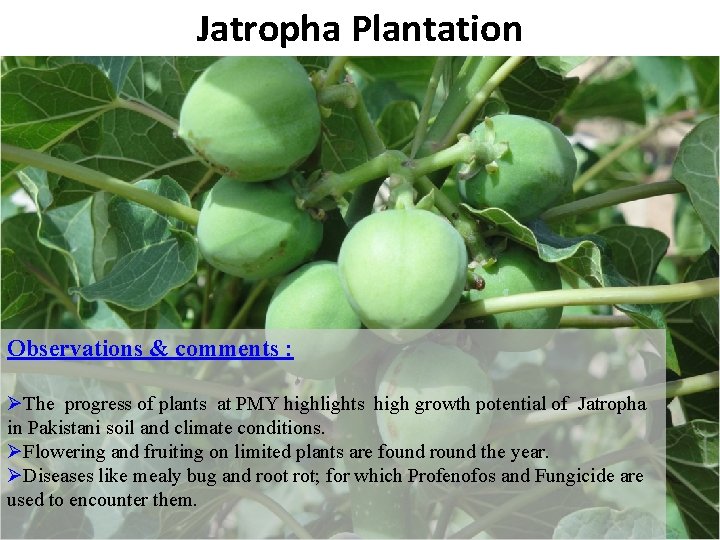 Jatropha Plantation B Observations & comments : ØThe progress of plants at PMY highlights