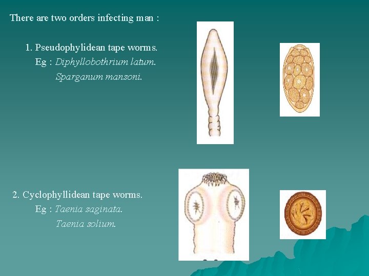 There are two orders infecting man : 1. Pseudophylidean tape worms. Eg : Diphyllobothrium