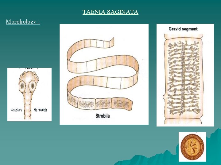 TAENIA SAGINATA Morphology : 