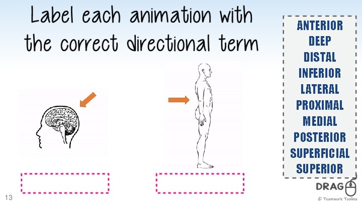 ANTERIOR DEEP DISTAL INFERIOR LATERAL PROXIMAL MEDIAL POSTERIOR SUPERFICIAL SUPERIOR 13 