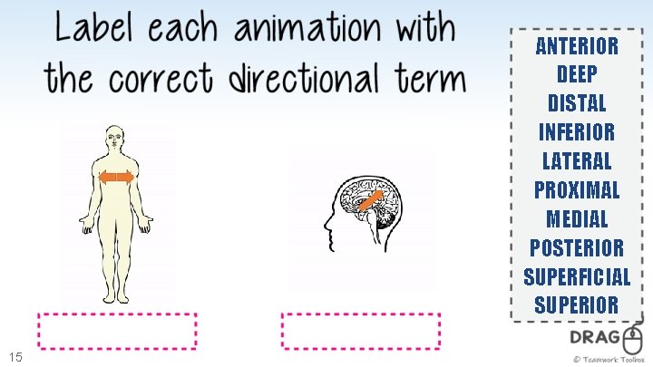 ANTERIOR DEEP DISTAL INFERIOR LATERAL PROXIMAL MEDIAL POSTERIOR SUPERFICIAL SUPERIOR 15 