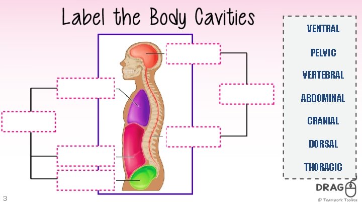 VENTRAL PELVIC VERTEBRAL ABDOMINAL CRANIAL DORSAL THORACIC 3 