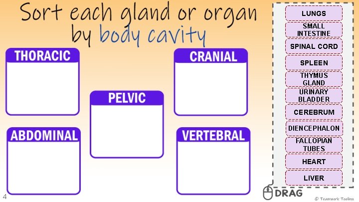 LUNGS SMALL INTESTINE SPINAL CORD SPLEEN THYMUS GLAND URINARY BLADDER CEREBRUM DIENCEPHALON FALLOPIAN TUBES