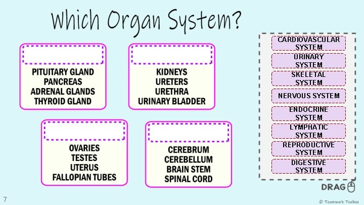 CARDIOVASCULAR SYSTEM URINARY SYSTEM SKELETAL SYSTEM NERVOUS SYSTEM ENDOCRINE SYSTEM LYMPHATIC SYSTEM REPRODUCTIVE SYSTEM