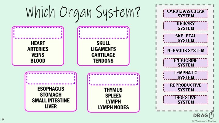 CARDIOVASCULAR SYSTEM URINARY SYSTEM SKELETAL SYSTEM NERVOUS SYSTEM ENDOCRINE SYSTEM LYMPHATIC SYSTEM REPRODUCTIVE SYSTEM