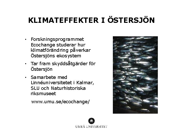 KLIMATEFFEKTER I ÖSTERSJÖN • Forskningsprogrammet Ecochange studerar hur klimatförändring påverkar Östersjöns ekosystem • Tar