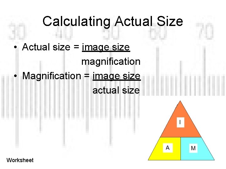 Calculating Actual Size • Actual size = image size magnification • Magnification = image