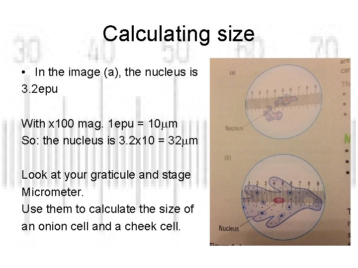 Calculating size • In the image (a), the nucleus is 3. 2 epu With