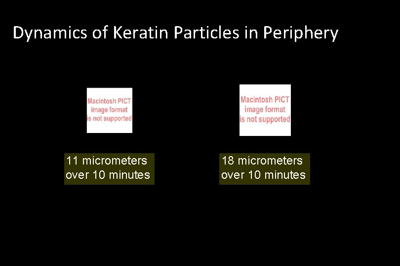 Dynamics of Keratin Particles in Periphery 11 micrometers over 10 minutes 18 micrometers over