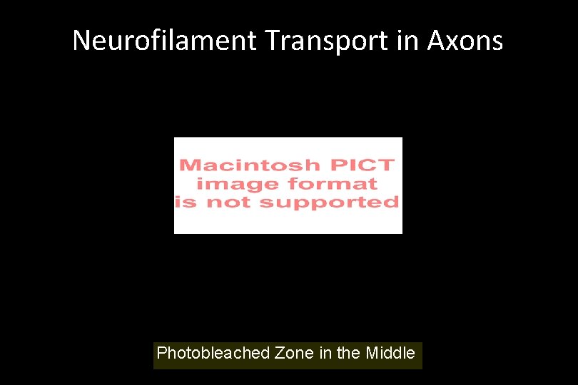 Neurofilament Transport in Axons Photobleached Zone in the Middle 