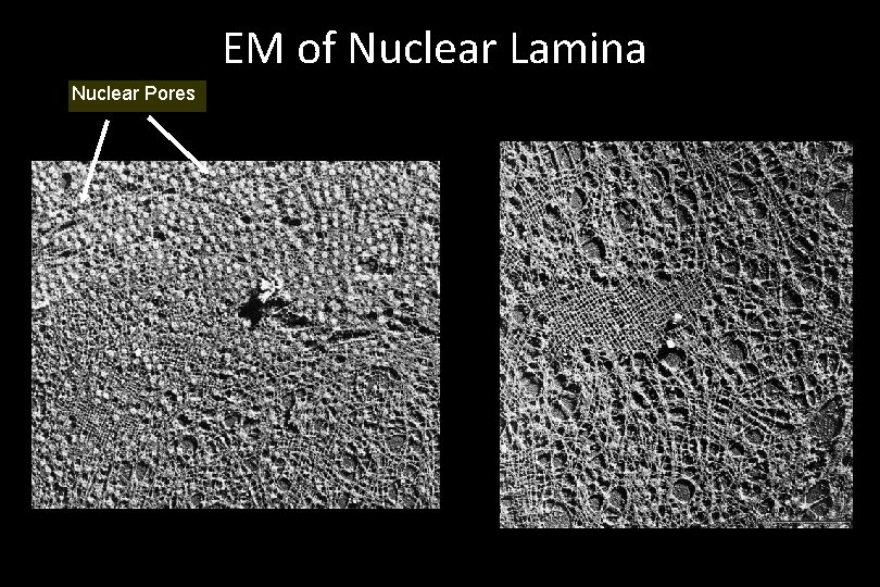 EM of Nuclear Lamina Nuclear Pores 