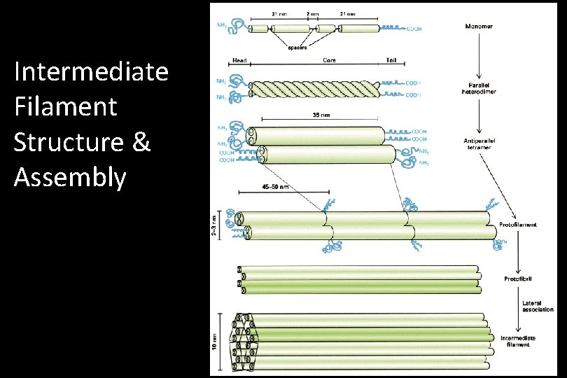 Intermediate Filament Structure & Assembly 