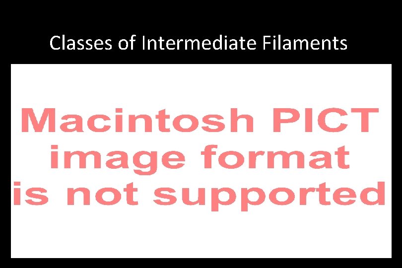 Classes of Intermediate Filaments 