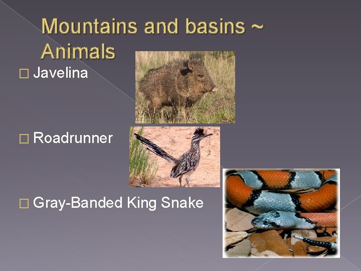 Mountains and basins ~ Animals � Javelina � Roadrunner � Gray-Banded King Snake 