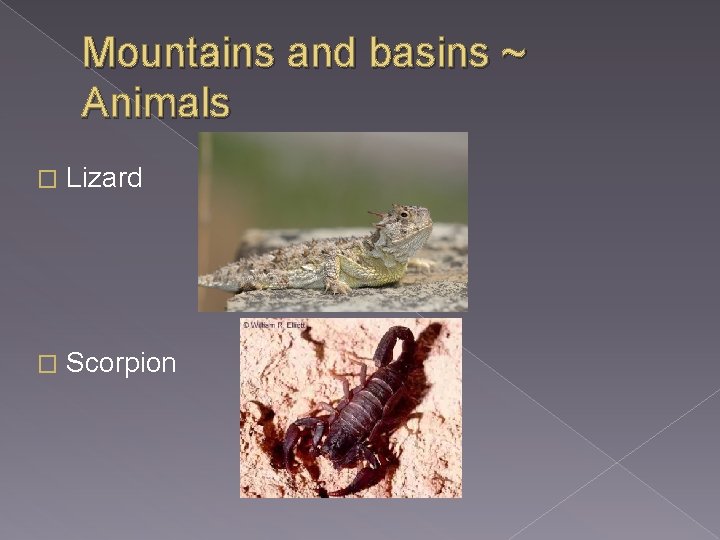 Mountains and basins ~ Animals � Lizard � Scorpion 