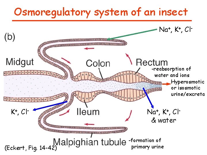 Osmoregulatory system of an insect Na+, K+, Cl- -reabsorption of water and ions Hyperosmotic