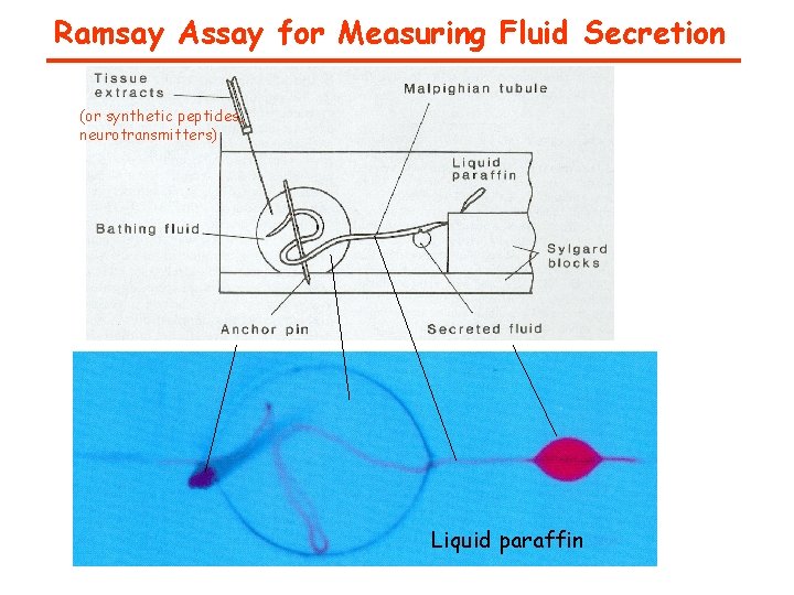 Ramsay Assay for Measuring Fluid Secretion (or synthetic peptides, neurotransmitters) Liquid paraffin 