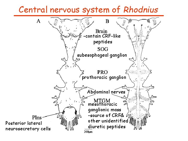 Central nervous system of Rhodnius -contain CRF-like peptides subesophageal ganglion prothoracic ganglion Abdominal nerves