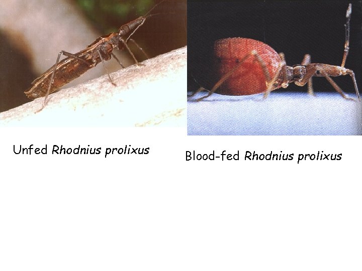 Unfed Rhodnius prolixus Blood-fed Rhodnius prolixus 