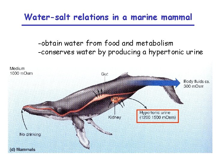 Water-salt relations in a marine mammal -obtain water from food and metabolism -conserves water